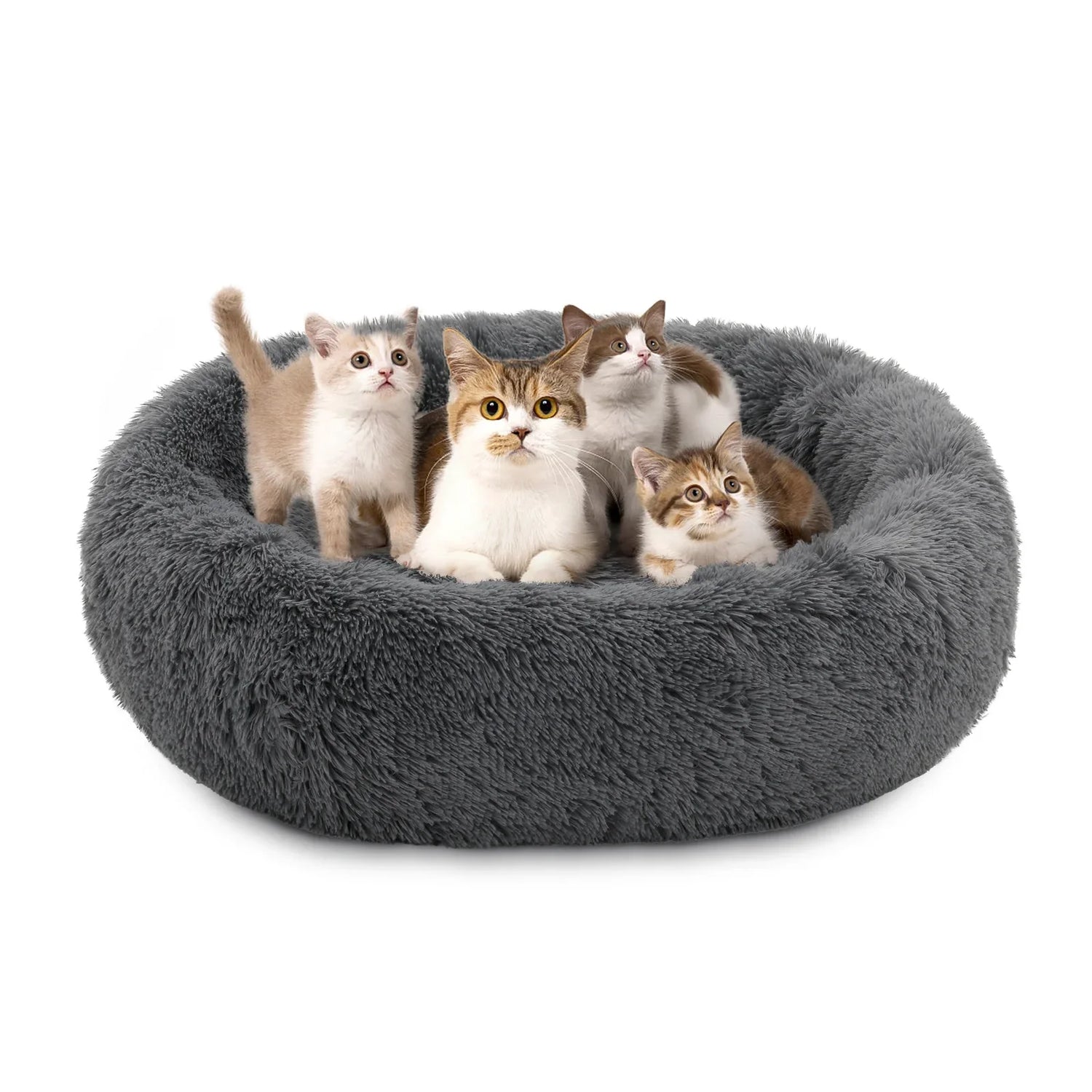 Cat Beds
